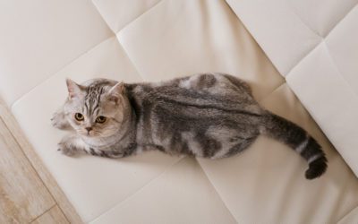 Is a Pet Right For You?